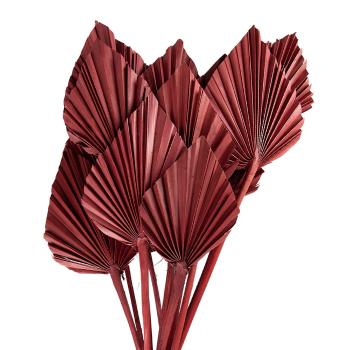 Vínová kytice sušené palmové listy - 55 cm (12ks) 5DF0027