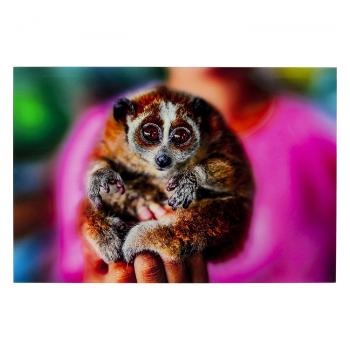 Skleněný obraz Slow Loris 80×120 cm