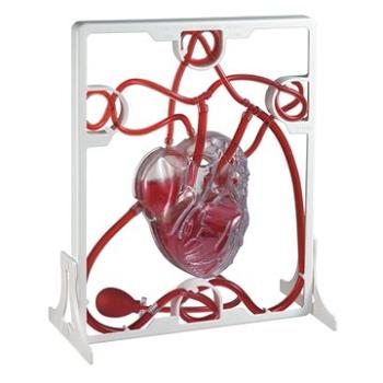 Lidské srdce - srdeční tep (4893338050191)