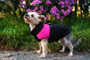 Vsepropejska Slim-rainy obleček pro psa na zip Barva: Černo-růžová, Délka zad (cm): 39, Obvod hrudníku: 45 - 50 cm