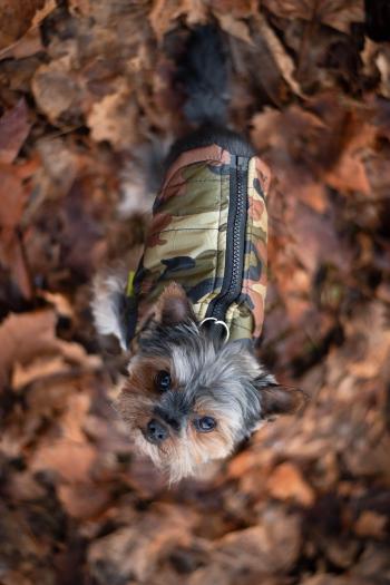 Vsepropejska Knox obleček pro psa na zip Barva: Zelená, Délka zad (cm): 43, Obvod hrudníku: 44 - 48 cm