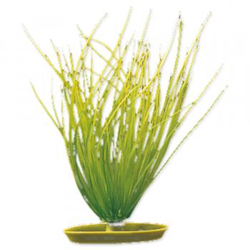Rostlina Marina Hairgrass 20cm