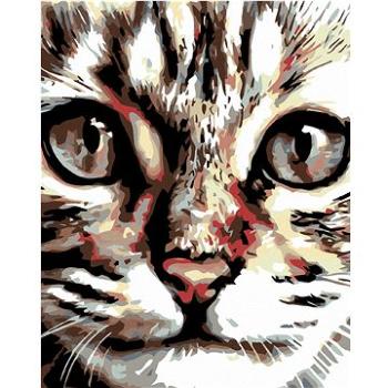 Malování podle čísel - Mourovaté kotě (HRAmal01176nad)