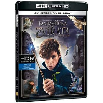 Fantastická zvířata a kde je najít (2 disky) - Blu-ray + 4K Ultra HD (W02040)