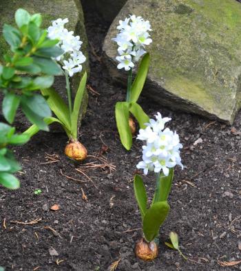Umělá květina hyacint s cibulí, bílý