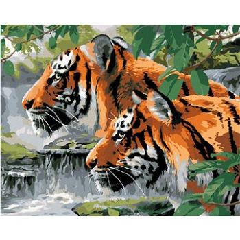 Malování podle čísel - Vyhlížející tygři u řeky (Howard Robinson) (HRAbz33450nad)