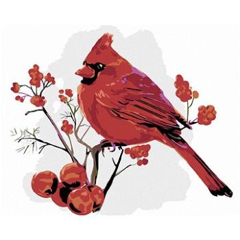 Malování podle čísel - Červený ptáček v jařabinách (HRAmal00719nad)