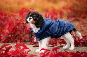 Vsepropejska Winter bunda pro psa s kapucí Barva: Modrá, Délka zad (cm): 30, Obvod hrudníku: 32 - 54 cm