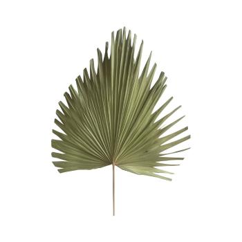 Palmový list sušený přírodní 54cm MKPBGN54