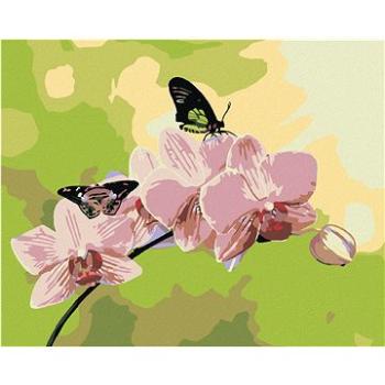 Malování podle čísel - Orchidej s motýlky (HRAmal00711nad)