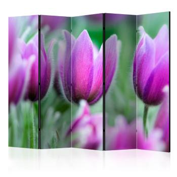 Paraván Purple spring tulips Dekorhome 225x172 cm (5-dílný)