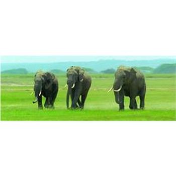 Záložka Úžaska Dusající sloni (0126959)