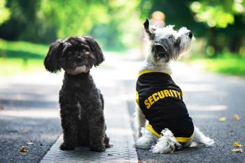 Vsepropejska Lolita tričko s nápisem security pro psa Barva: Žlutá, Délka zad (cm): 30, Obvod hrudníku: 38 - 43 cm