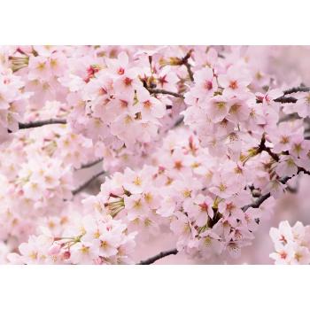 Foto tapet Sakura 180 x 127 cm, 1 parte
