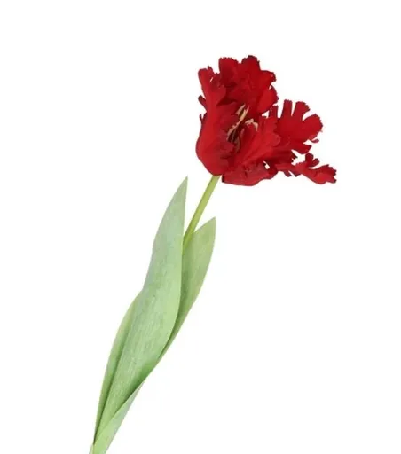 Červený tulipán Silk Tulip Red - 64 cm 612852