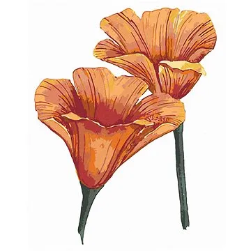 Zuty - Malování podle čísel - KALIFORNSKÉ VLČÍ MÁKY (ALEXANDRIA GILBERT), 80x100 cm, vypnuté plátno  (HRAmmb07695nad)