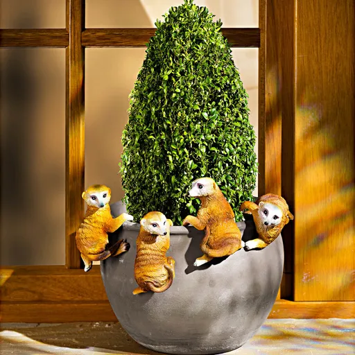 4 surikaty na květináč