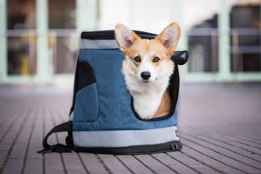 Path sportovní batoh pro psa | do 6 Kg Barva: Modrá, Dle váhy psa: do 6 kg