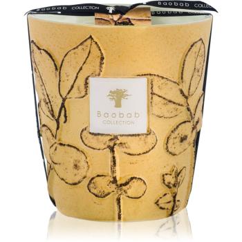 Baobab Collection Folia Garrigue illatgyertya 16 cm