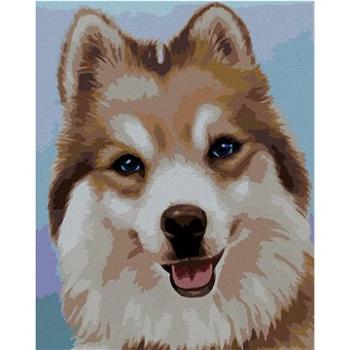 Zuty - Malování podle čísel - HUSKY (MYROSLAVA VOLOSCHUK), 80x100 cm, vypnuté plátno na rám (HRAmmb00431nad)