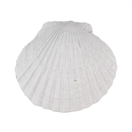 Bílá úchytka ve tvaru mušle - 6*4*6 cm / S3 cm 65734