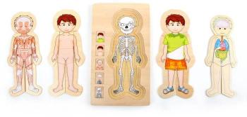 Puzzle Puzzle - Anatomy Tim