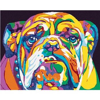 Barevný bulldog, 80×100 cm, bez rámu a bez vypnutí plátna (6045162)