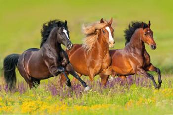 Plakát Horses - Run