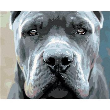 Diamondi - Diamantové malování - CANE CORSO, 40x50 cm, Vypnuté plátno na rám (603788B)