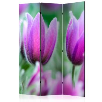 Paraván Purple spring tulips Dekorhome 135x172 cm (3-dílný)