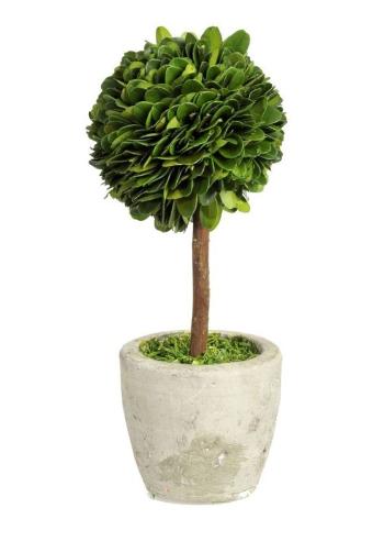 Buxus na kmínku v květináči - Ø10*24 cm 22078