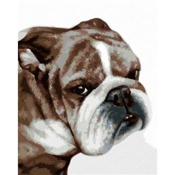 Zuty - Malování podle čísel - BULLDOG (MYROSLAVA VOLOSCHUK), 80x100 cm, vypnuté plátno na rám (HRAmmb00347nad)