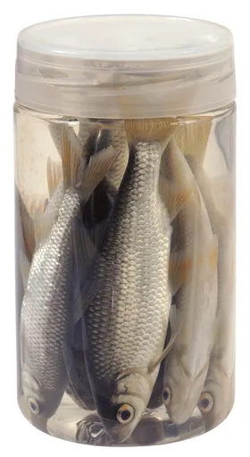 Chyť a pusť Nástražní rybičky v nálevu Plotice 10-12cm 8ks,Chyť a pusť Nástražní rybičky v nálevu Plotice 10-12cm 8ks