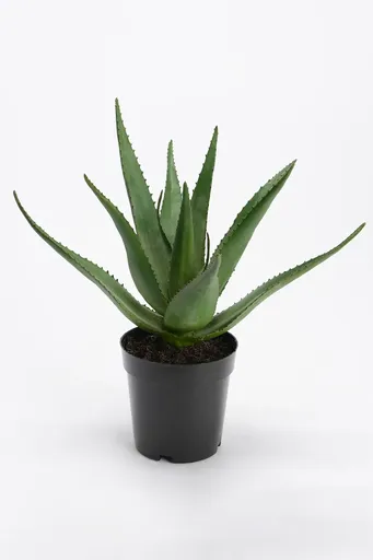 Umělá rostlina v květináči home & lifestyle 38 cm