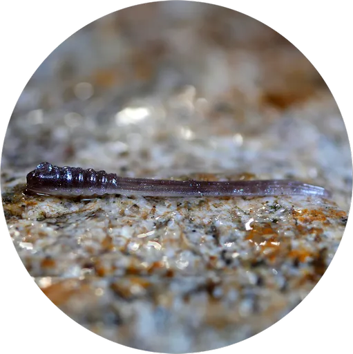 Redbass gumová nástraha micro tail brown/silver - s 48 mm