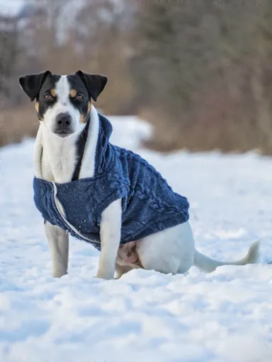 Vsepropejska Argo zateplený svetr pro psa Barva: Modrá, Délka zad (cm): 21, Obvod hrudníku: 30 - 40 cm