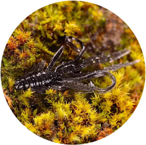 Redbass gumová nástraha nymfa dark black - x 100 mm