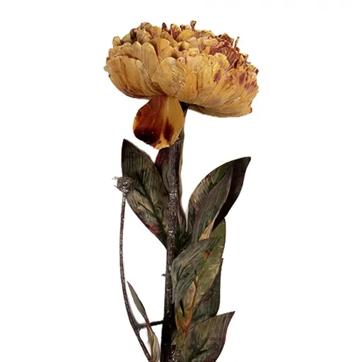 Oranž-hnědá umělá dekorace sušená květina pivoňka - 10*10*65 cm Clayre & Eef