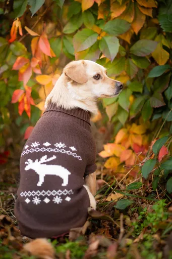 Vsepropejska Samuel svetr pro psa Barva: Hnědá, Délka zad (cm): 23-24, Obvod hrudníku: 26 - 33 cm