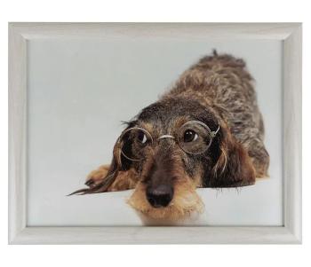 Podnos na nohy s jezevčíkem v brýlích Dachshund humour - 43*33*7cm RNLTHRT