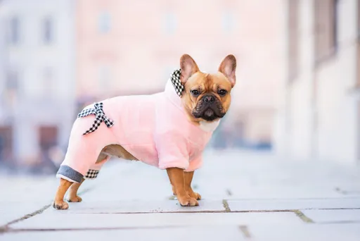 Vsepropejska Percy teplá kombinéza pro psa Barva: Růžová, Délka zad (cm): 19, Obvod hrudníku: 26 – 32 cm