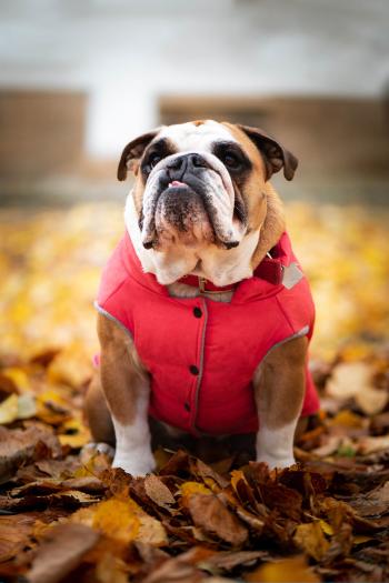 Vsepropejska Bulldog zimní bunda pro psa Barva: Červená, Délka zad (cm): 39, Obvod hrudníku: 64 - 70 cm