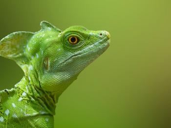 Kurz fotografování zvířat v zoo