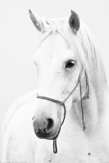 Plakát Horse - White Horse