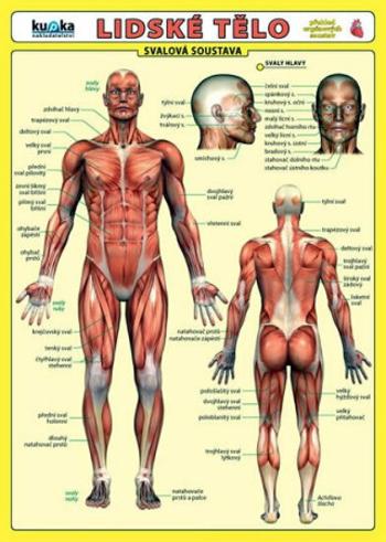Lidské tělo - Přehled orgánových soustav - Svalová soustava - Petr Kupka