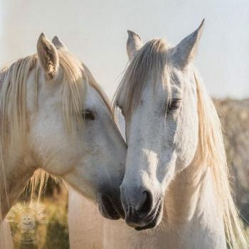 Umělá kůže KARIA Horse love PANEL