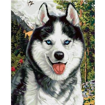 Zuty - Malování podle čísel - HUSKY (IMAGE WORLD-AP), 80x100 cm, vypnuté plátno na rám (HRAmmb04679nad)