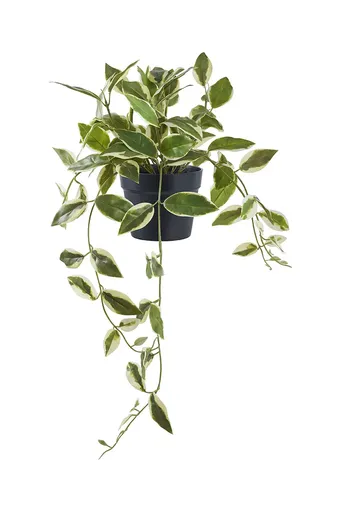 Umělá rostlina v květináči House Nordic Hoya