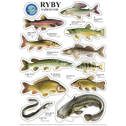 Črs sada samolepek ryb a4 11 ks