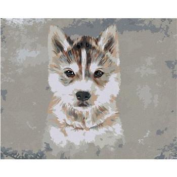 Husky na šedém pozadí, 40×50 cm, vypnuté plátno na rám (6051761)